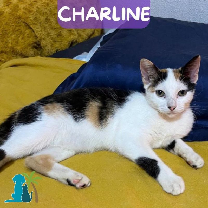 CHARLINE - Chat Européen à adopter