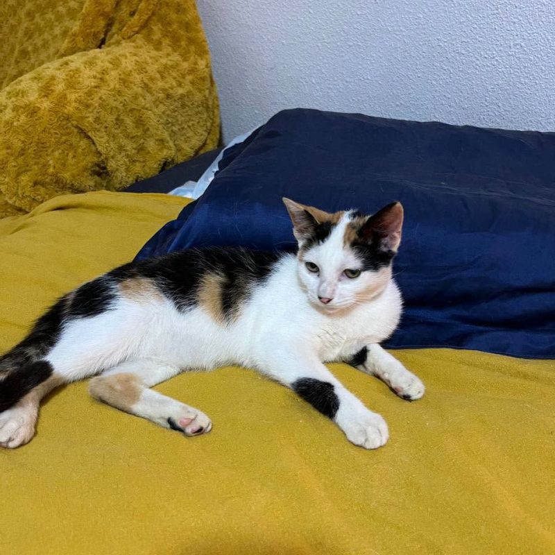CHARLINE - Chat Européen à adopter - photo 4