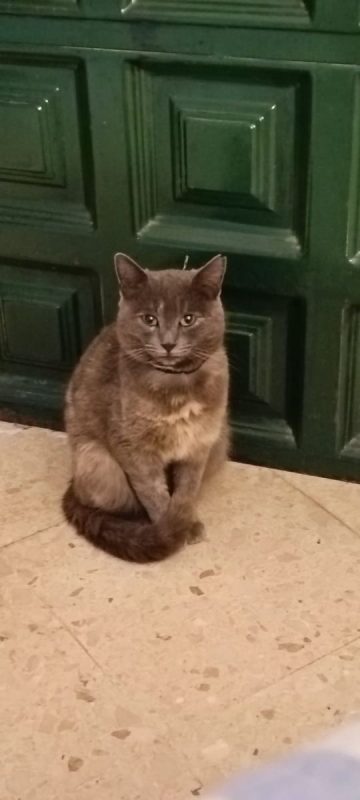 Cloe - Chat à adopter