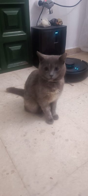 Cloe - Chat à adopter - photo 7