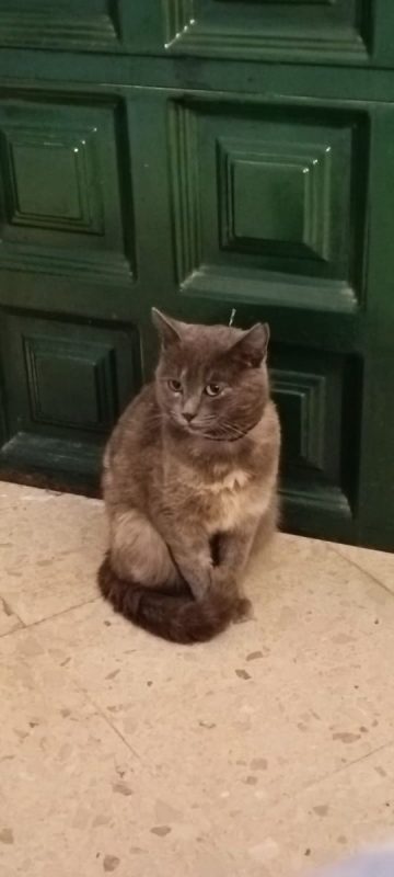 Cloe - Chat à adopter - photo 2