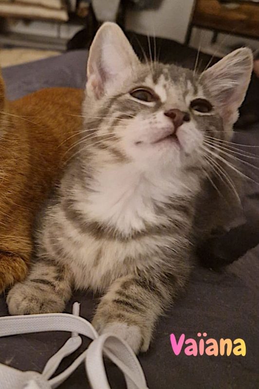 VAIANA - Chat Européen à adopter - photo 4
