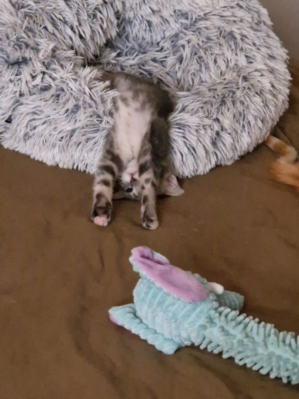 VAIANA - Chat Européen à adopter - photo 5