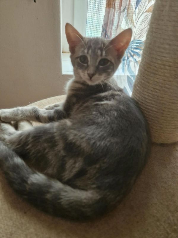 VAIANA - Chat Européen à adopter - photo 7