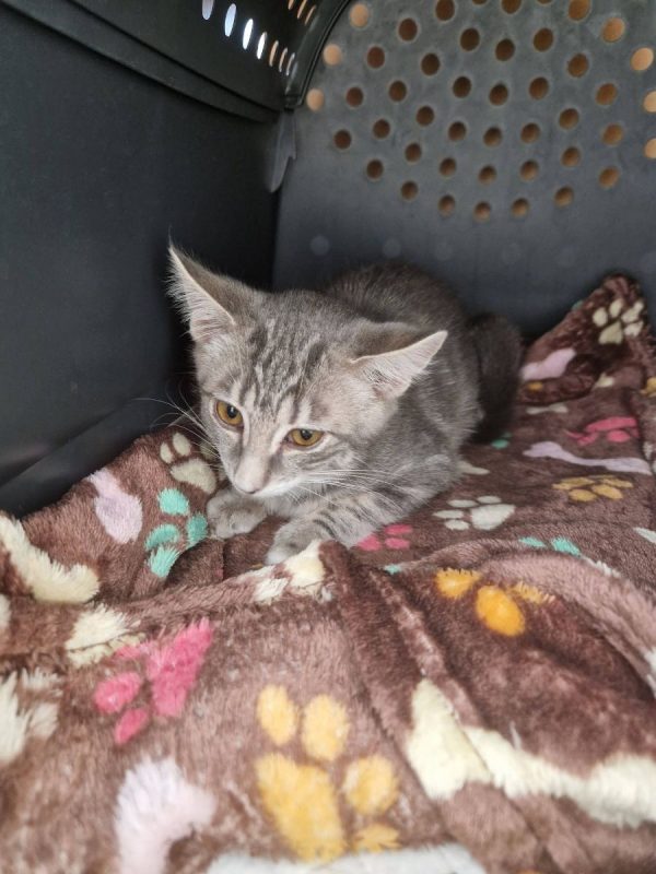 VAIANA - Chat Européen à adopter - photo 2