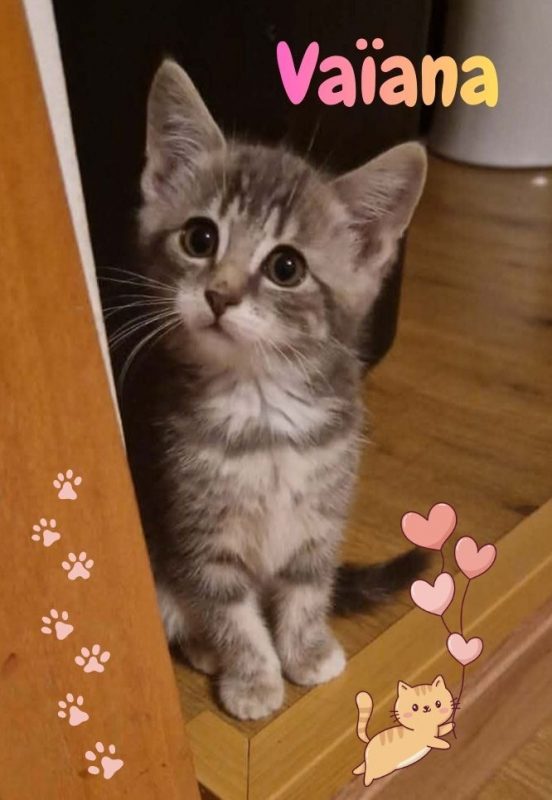 VAIANA - Chat Européen à adopter - photo 6