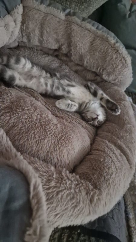 VAIANA - Chat Européen à adopter - photo 3