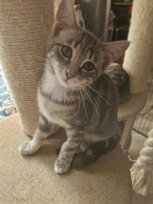 VAIANA - Chat Européen à adopter