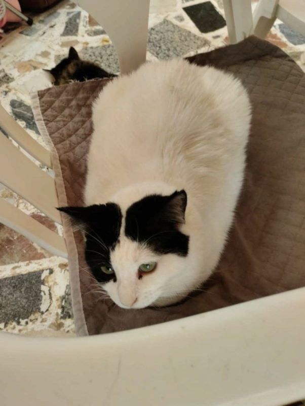 Kalesy - Chat à adopter - photo 3