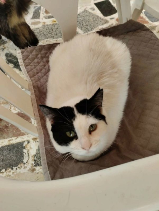 Kalesy - Chat à adopter - photo 2