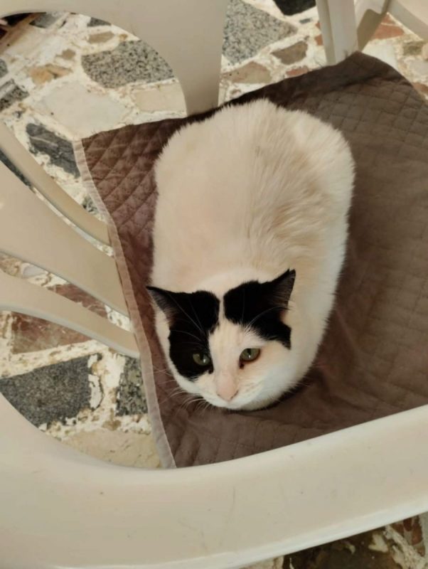 Kalesy - Chat à adopter - photo 4