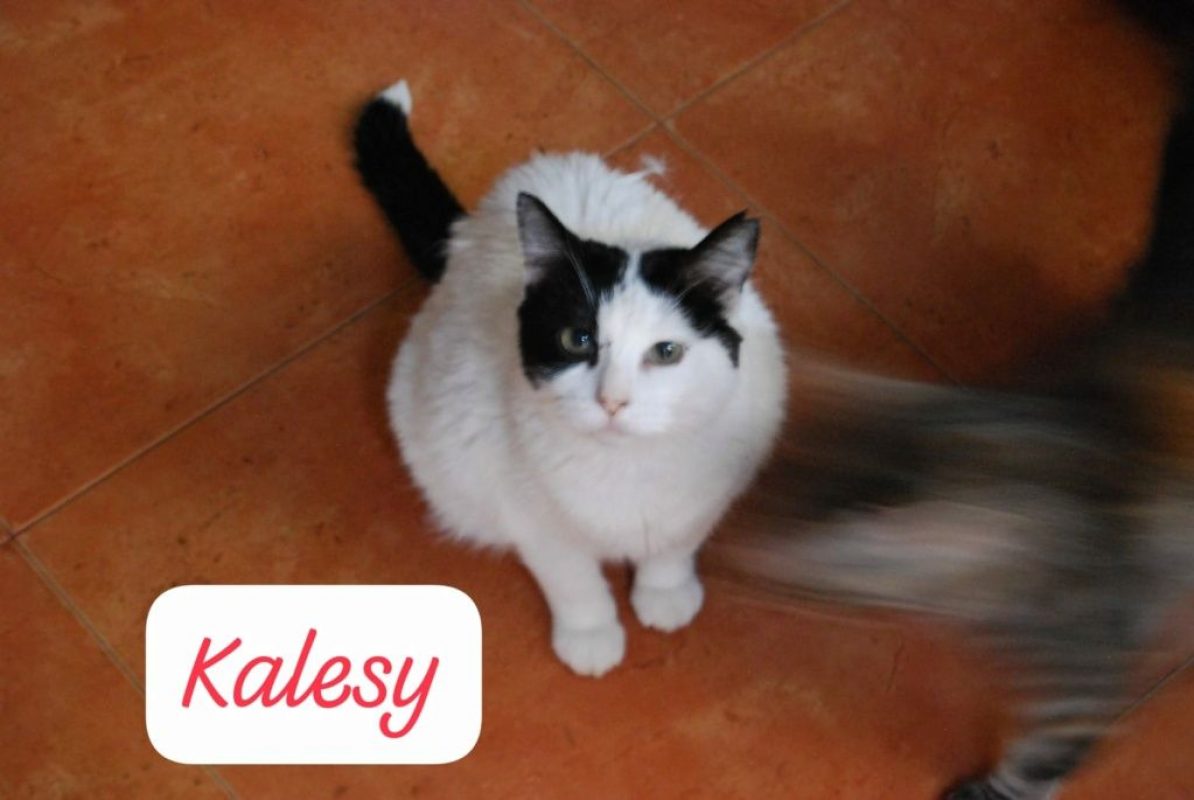 Kalesy - Chat à adopter