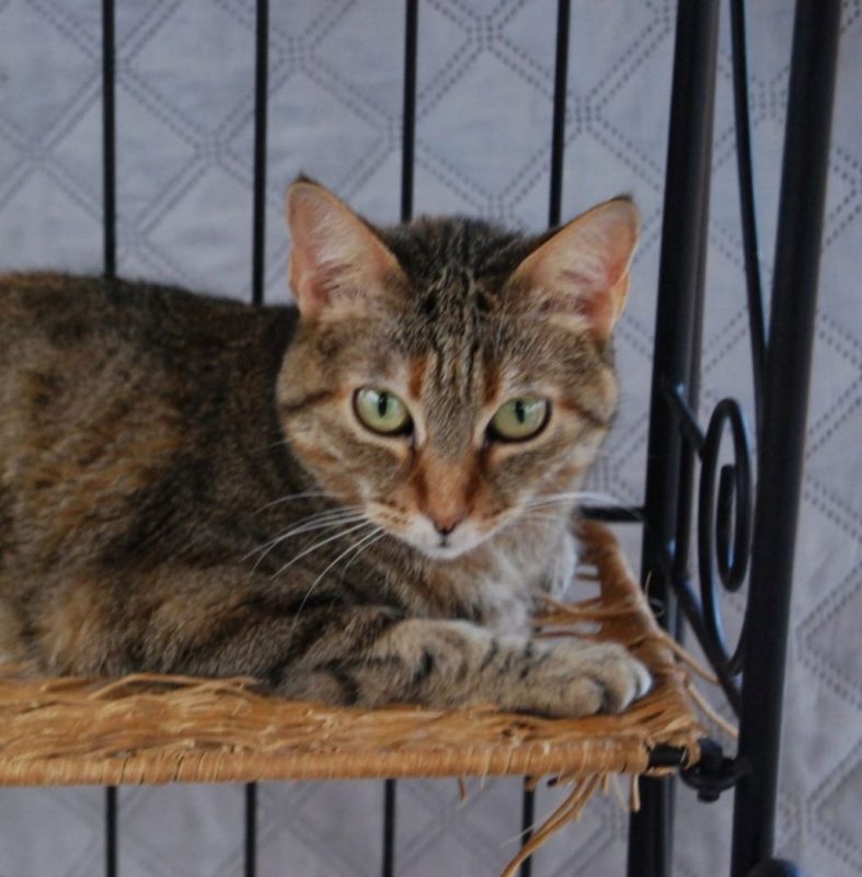 Lili - Chat à adopter - photo 2