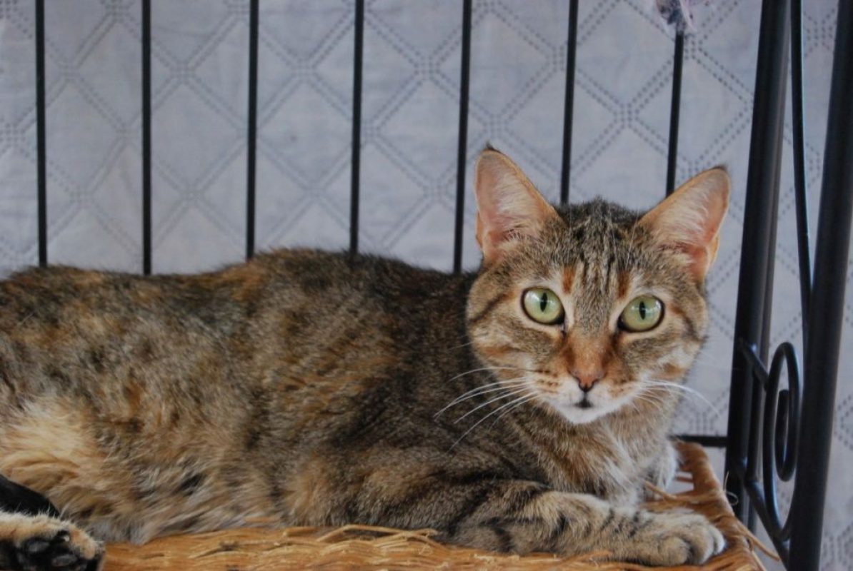 Lili - Chat à adopter