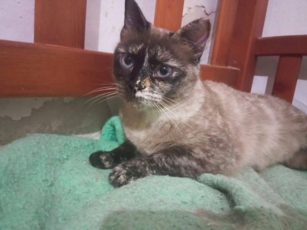 Galaxy - Chat à adopter