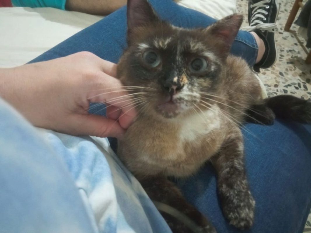 Galaxy - Chat à adopter - photo 5