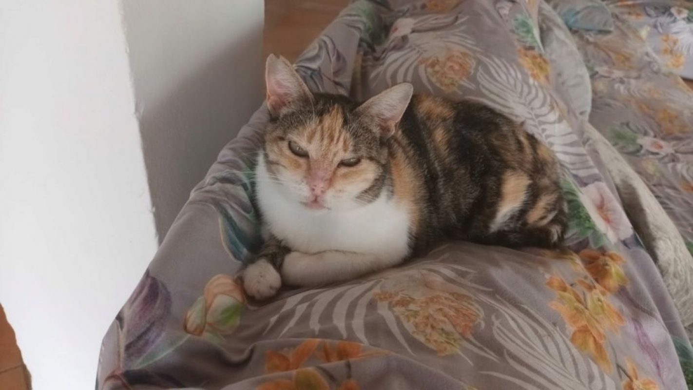 Cloe (tricolore) - Chat à adopter - photo 4