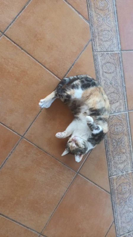 Cloe (tricolore) - Chat à adopter - photo 3