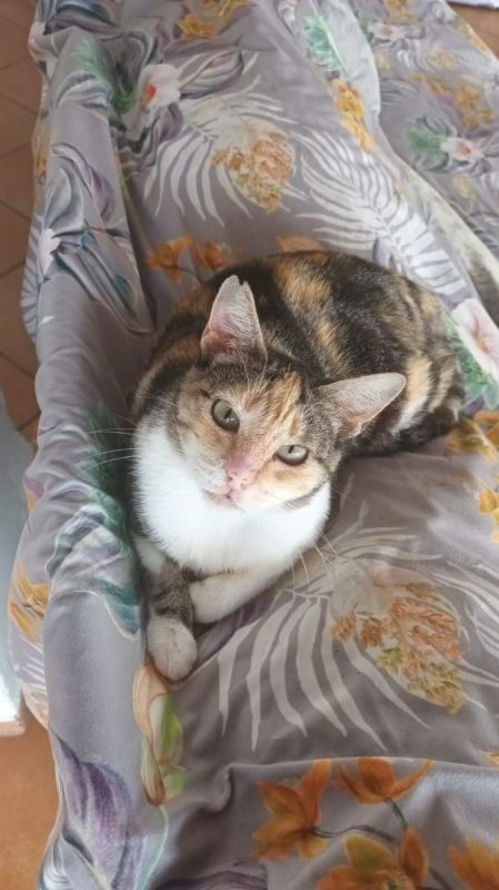 Cloe (tricolore) - Chat à adopter - photo 2