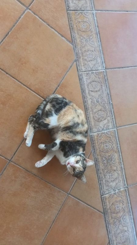 Cloe (tricolore) - Chat à adopter - photo 5