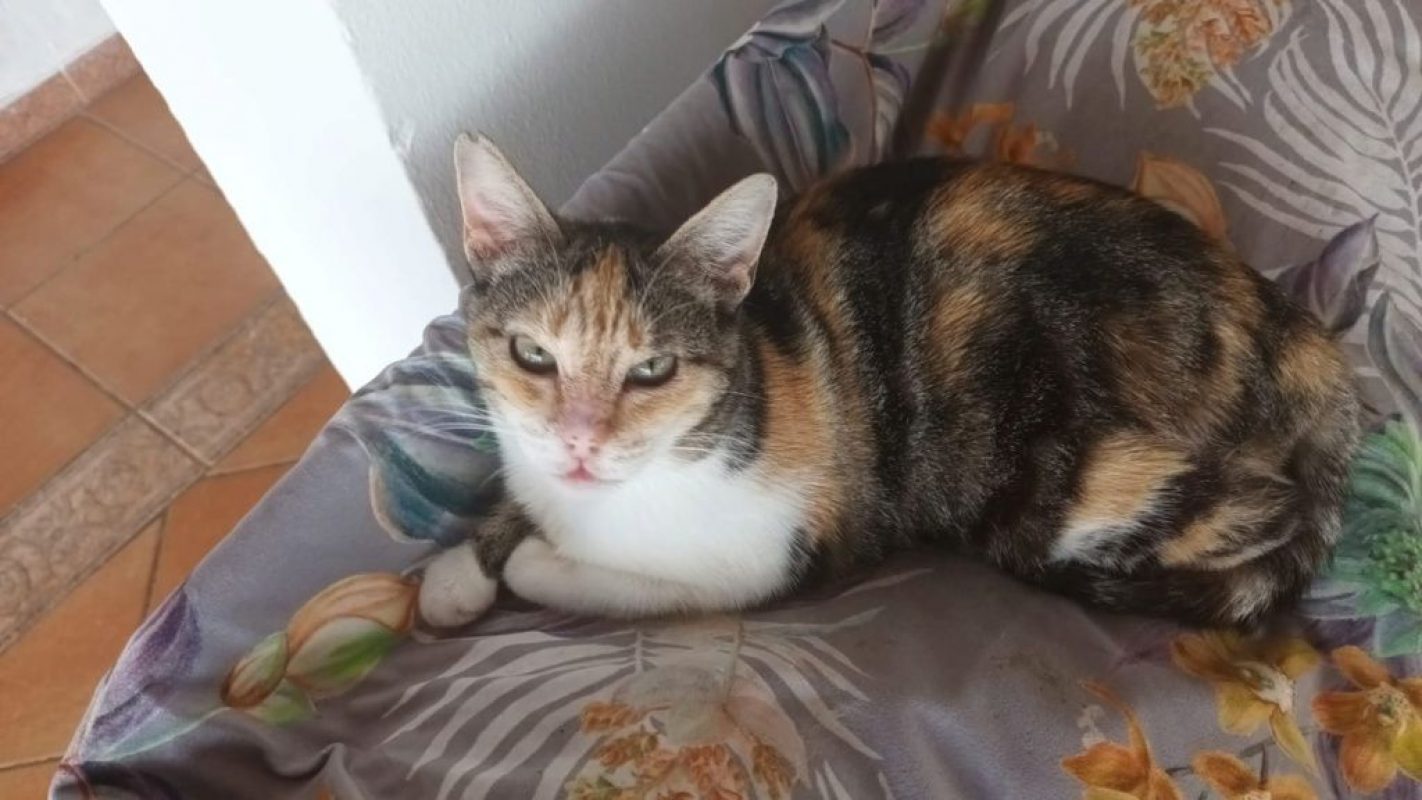 Cloe (tricolore) - Chat à adopter