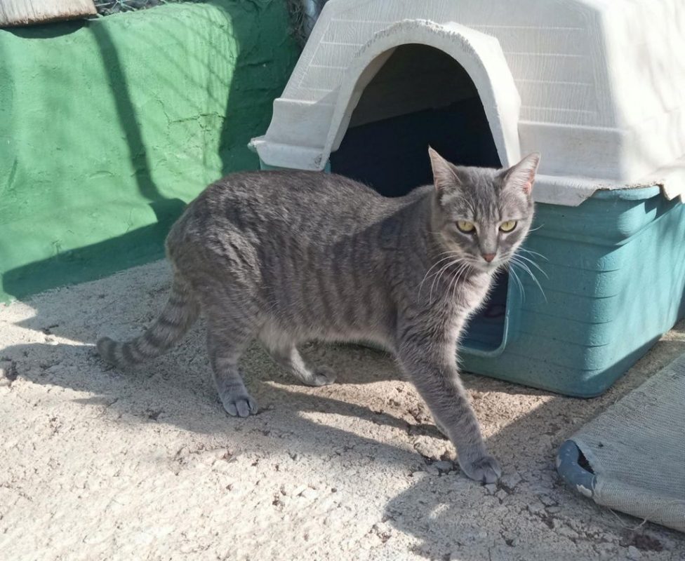 Melina - Chat à adopter - photo 4