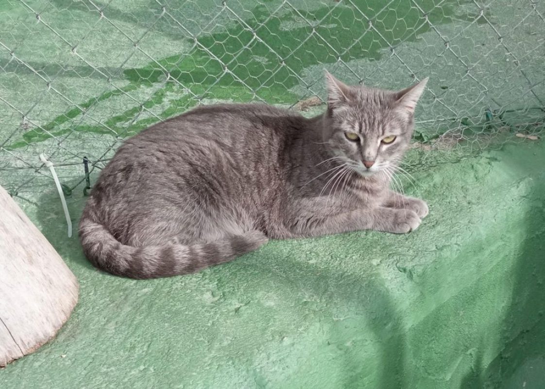Melina - Chat à adopter - photo 3
