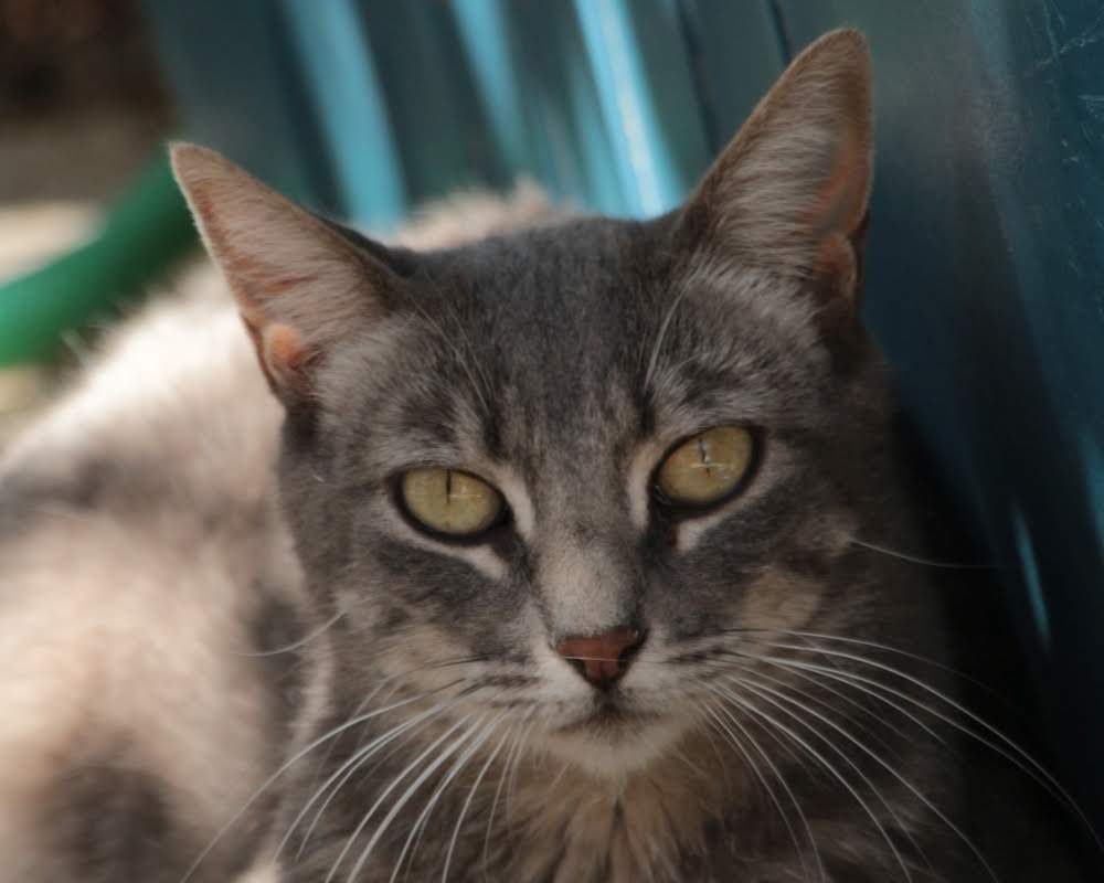 Melina - Chat à adopter