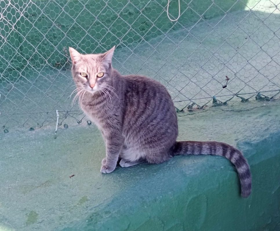 Melina - Chat à adopter - photo 2