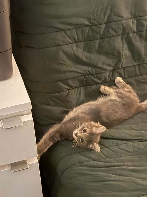 Jerôme - Chat Européen à adopter - photo 2