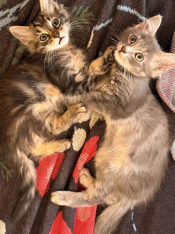 Jerôme - Chat Européen à adopter - photo 3