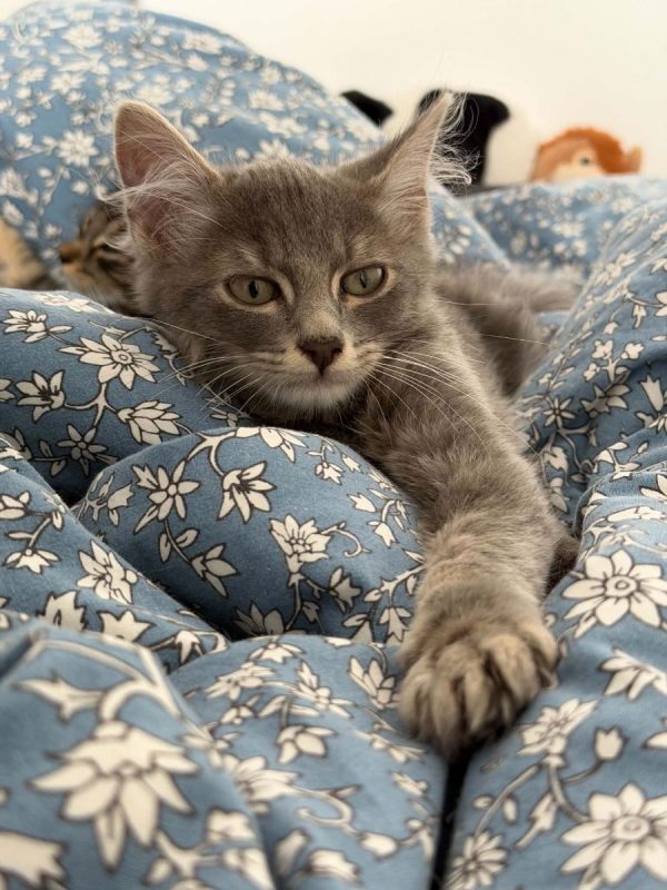 Jerôme - Chat Européen à adopter