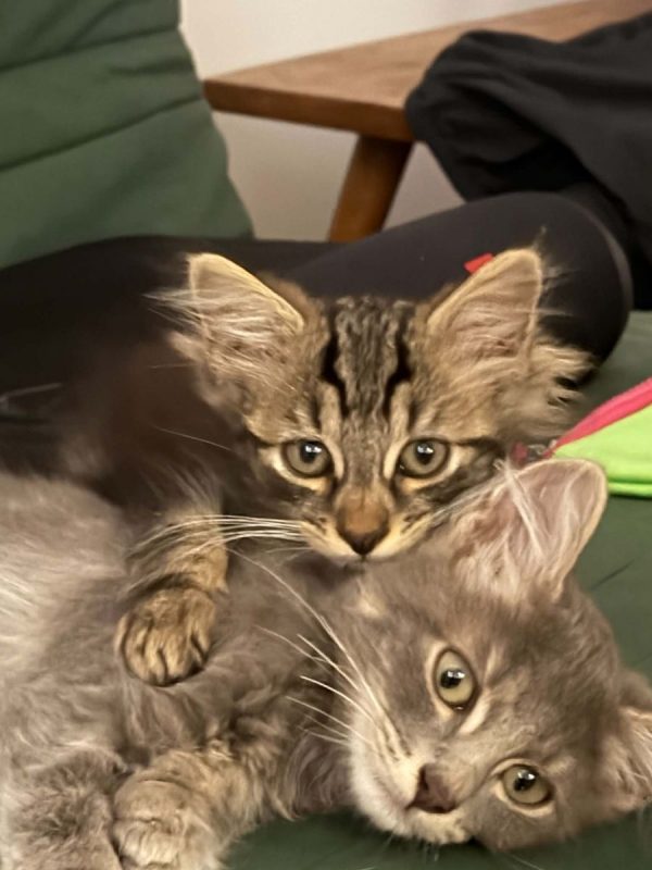 Jerôme - Chat Européen à adopter - photo 4