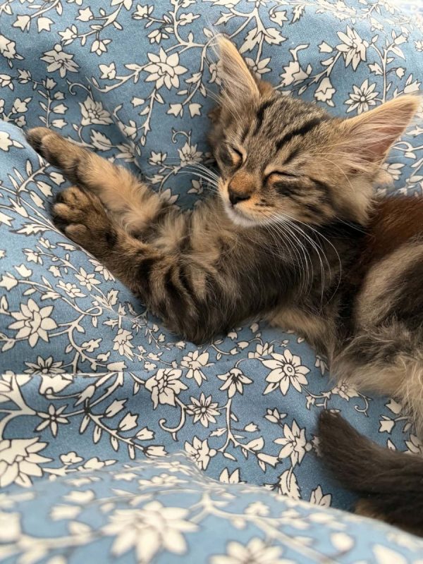 François - Chat Européen à adopter