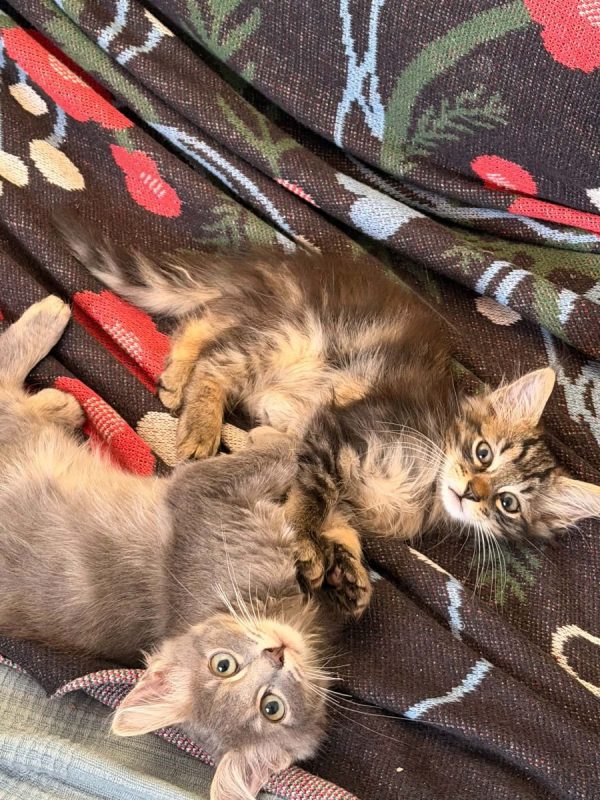 François - Chat Européen à adopter - photo 5