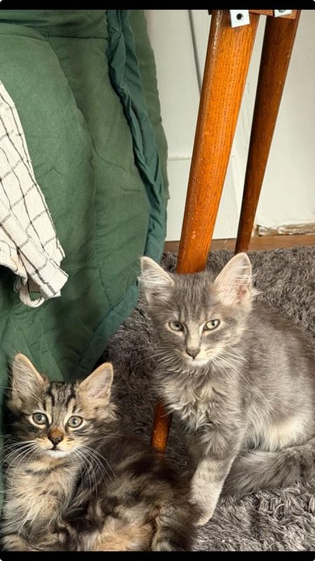 François - Chat Européen à adopter - photo 4