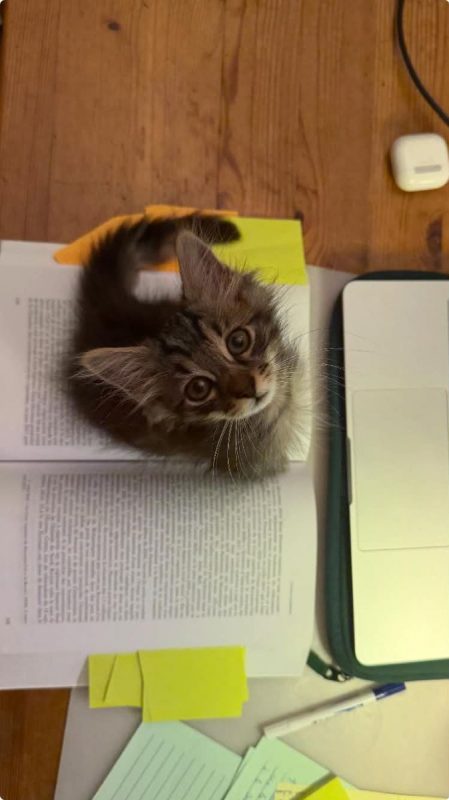 François - Chat Européen à adopter - photo 2