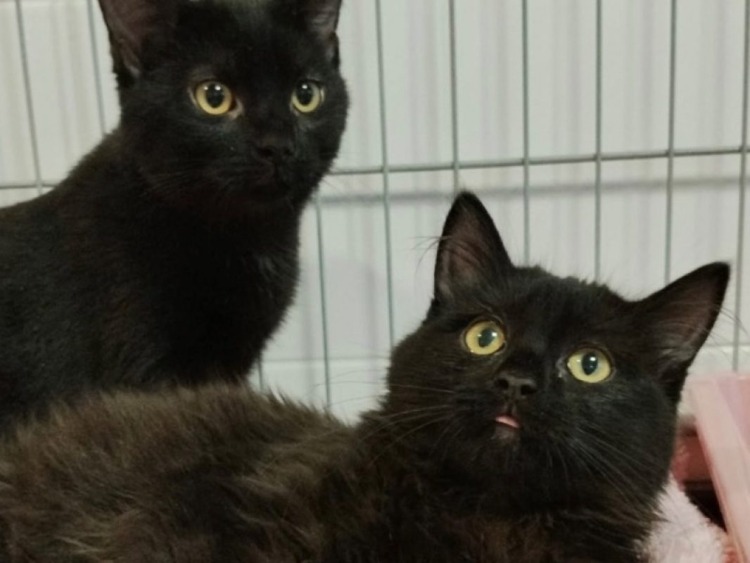 Ebene - Chat Européen à adopter