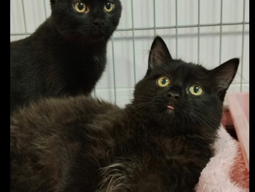 Smoky - Chat Européen à adopter