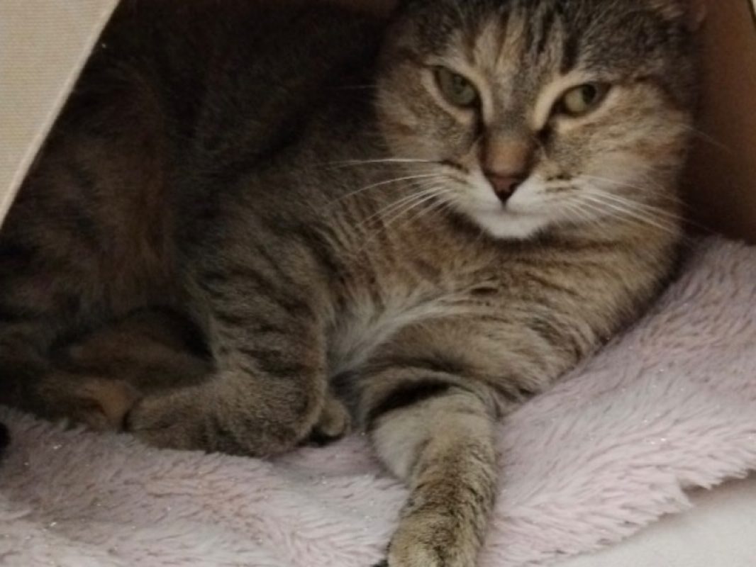 Pouffy - Chat Européen à adopter
