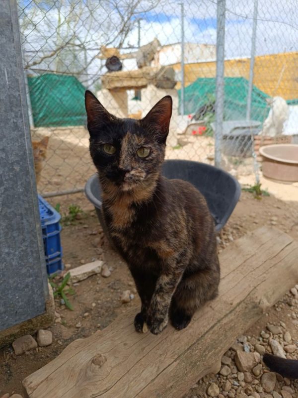 Vela - Chat à adopter - photo 5