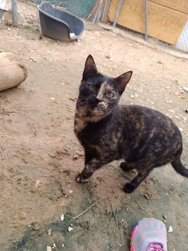 Vela - Chat à adopter