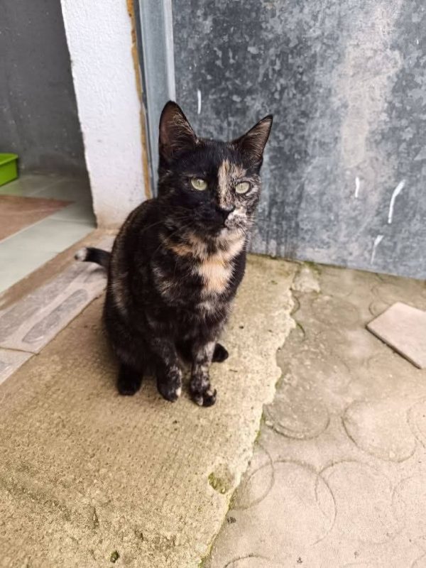 Vela - Chat à adopter - photo 4