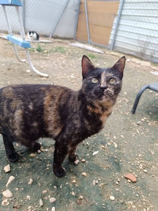 Vela - Chat à adopter - photo 3