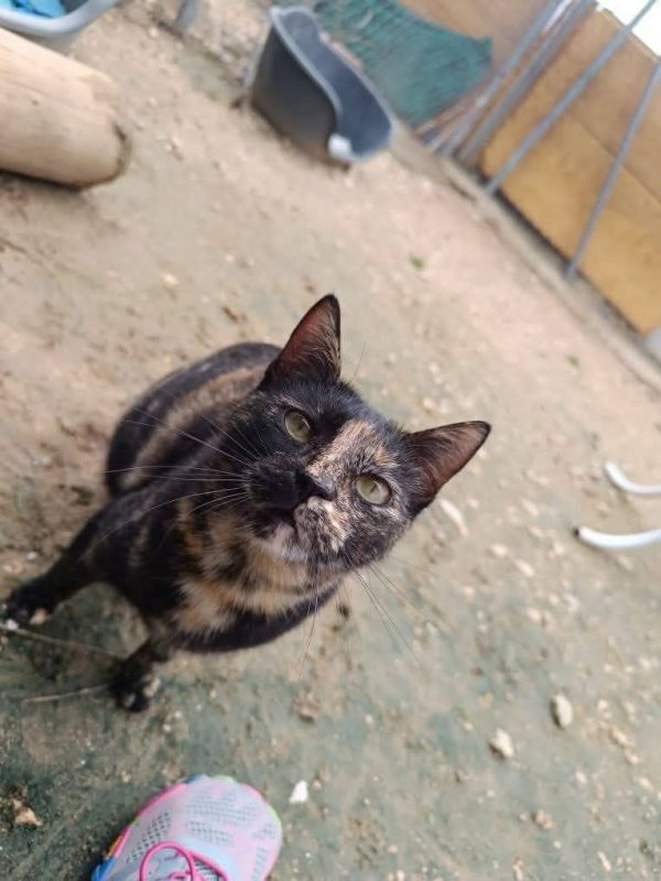 Vela - Chat à adopter - photo 2
