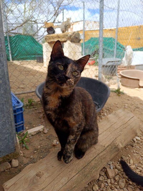 Vela - Chat à adopter - photo 6