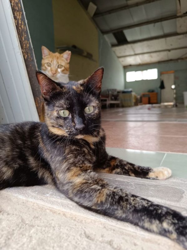 Lulu (écaille de tortue) - Chat à adopter