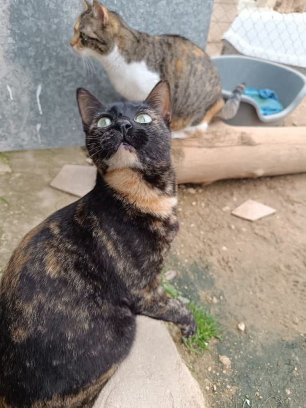 Lulu (écaille de tortue) - Chat à adopter - photo 2
