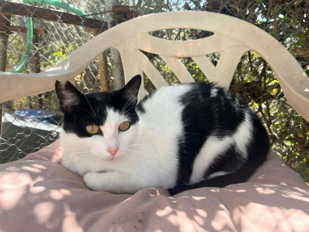 Carola - Chat à adopter