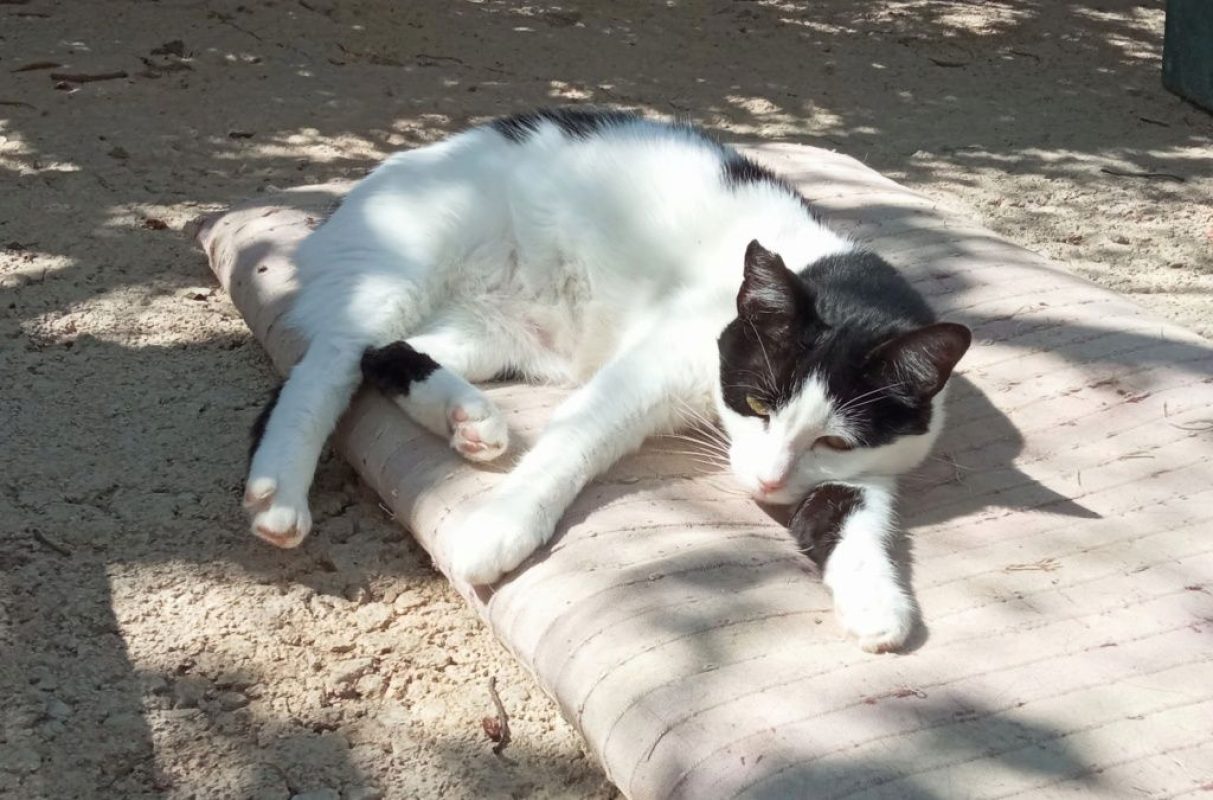Carola - Chat à adopter - photo 2